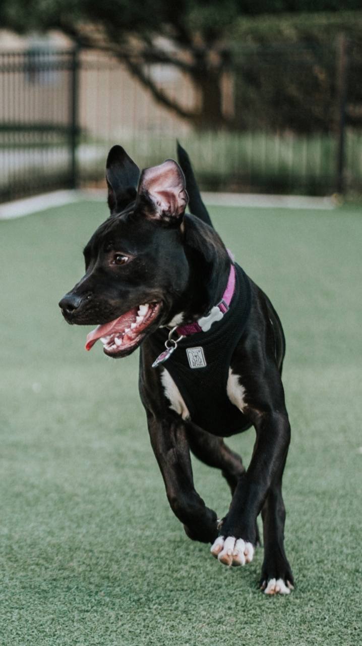 Harley, the assistant's namesake — happy pup at the SF dog park